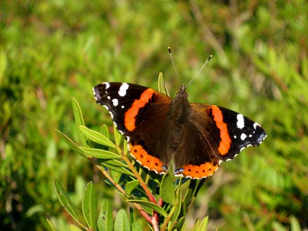 Vanessa atalanta